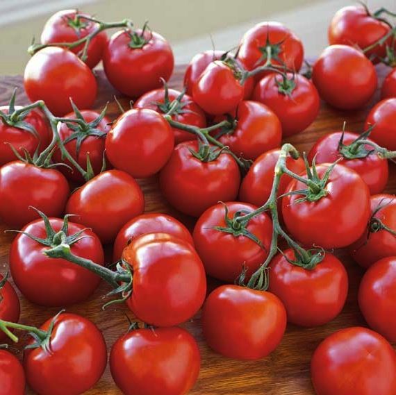 Fresh Tomatoes